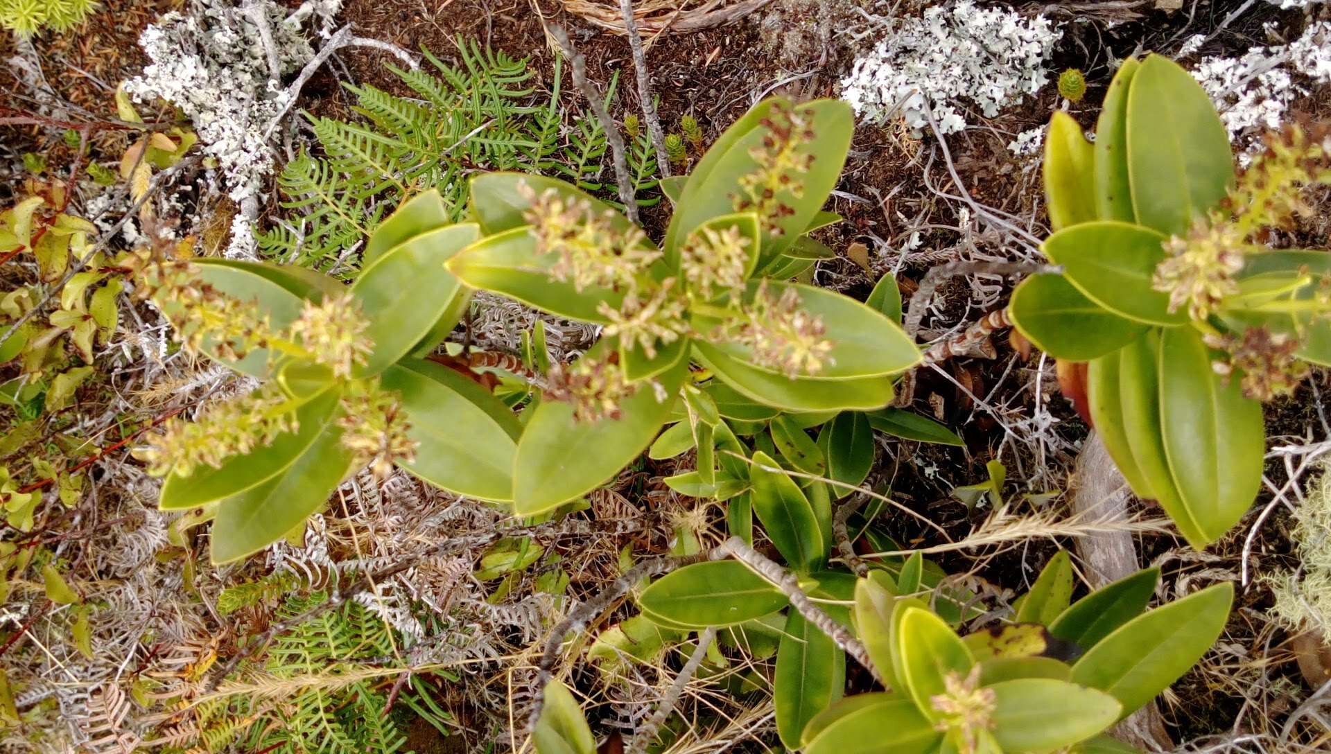 Image of Veronica saxicola (de Lange) Heenan