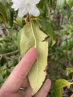 صورة Rhododendron carolinianum Rehder