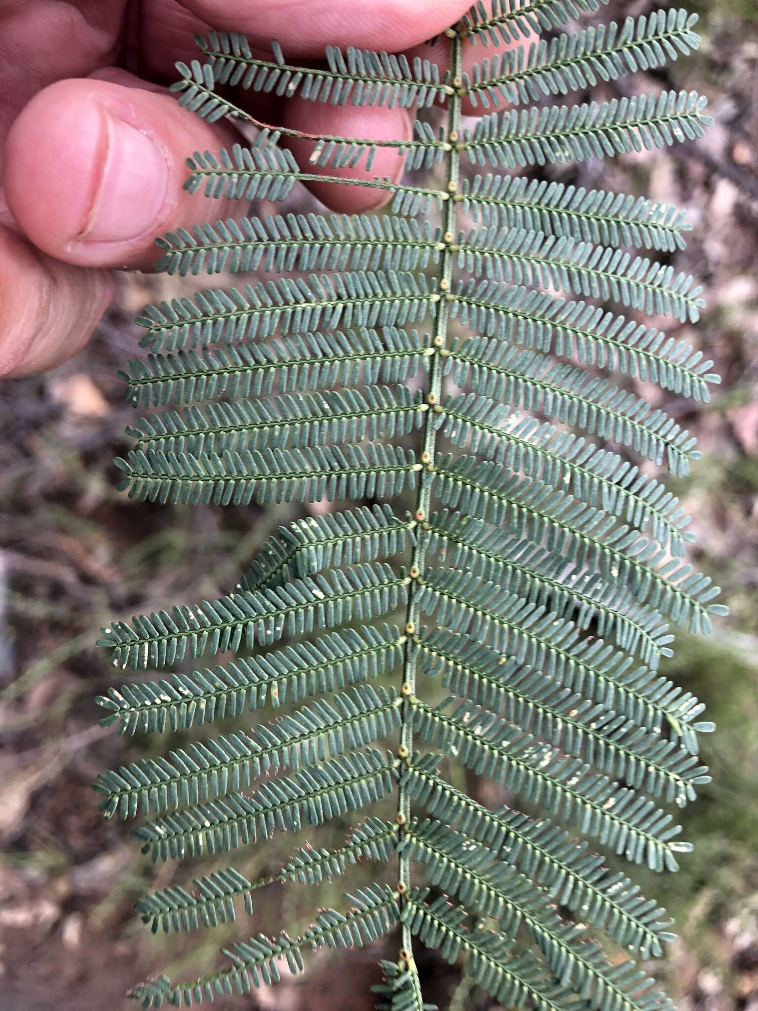 Image of Acacia loroloba Tindale