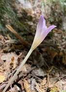 Image of Colchicum lusitanum Brot.