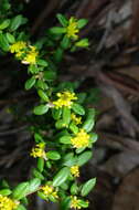 Image of Pimelea hewardiana Meissn.