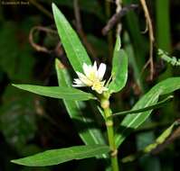 Imagem de Alternanthera philoxeroides (Mart.) Griseb.