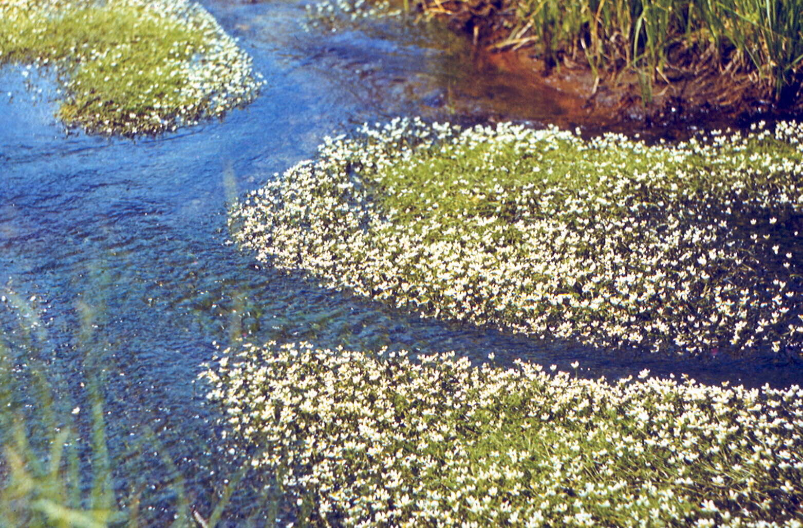 Image of Ranunculus kauffmanii P. Clerc