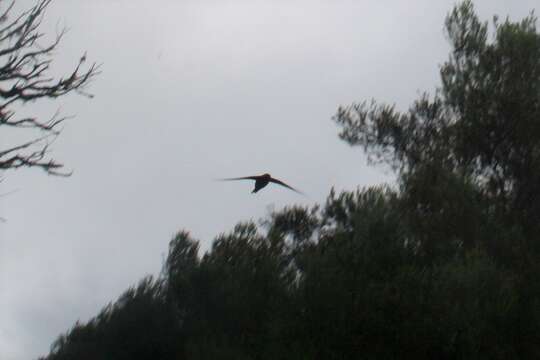 Image of Plain Swift