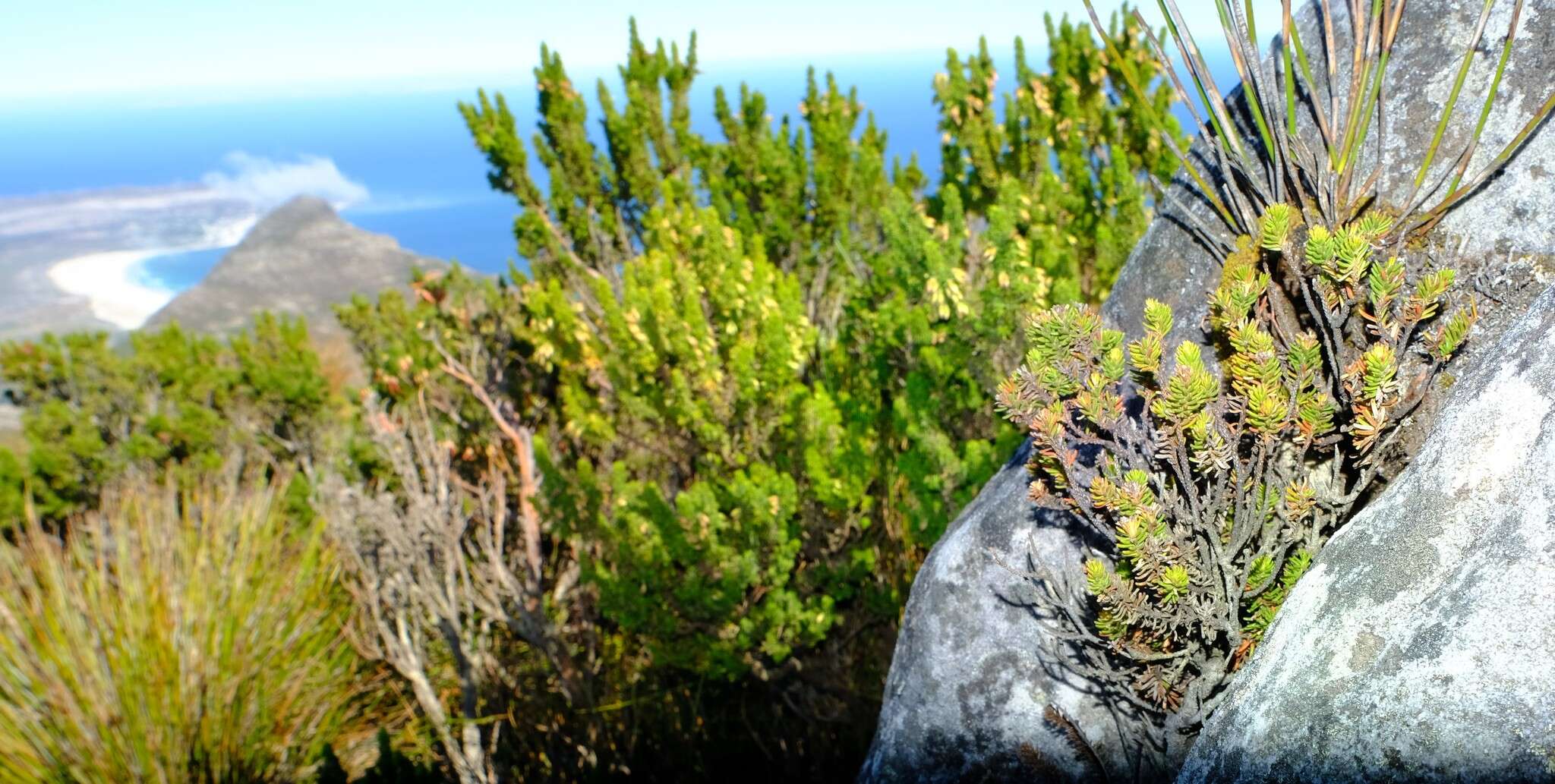 Sivun Staavia pinifolia Willd. kuva