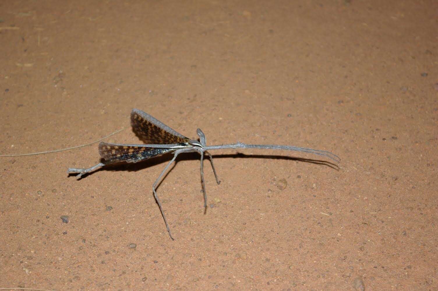 Image of Paronchestus cornutus (Tepper 1905)