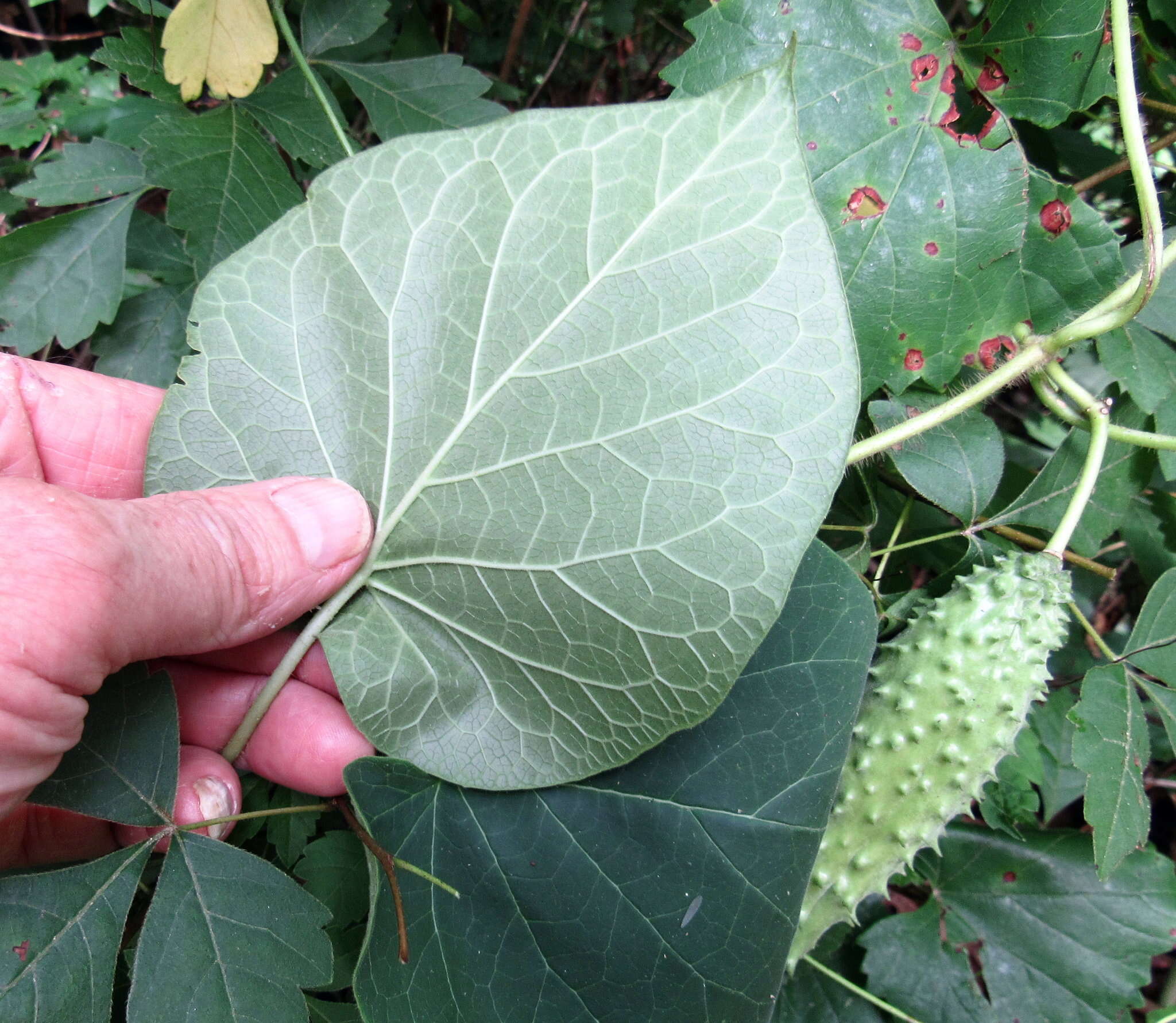 Image of oldfield milkvine