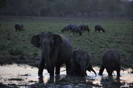 Image of Sri Lankan elephant