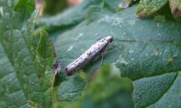 Image of black-tipped ermine