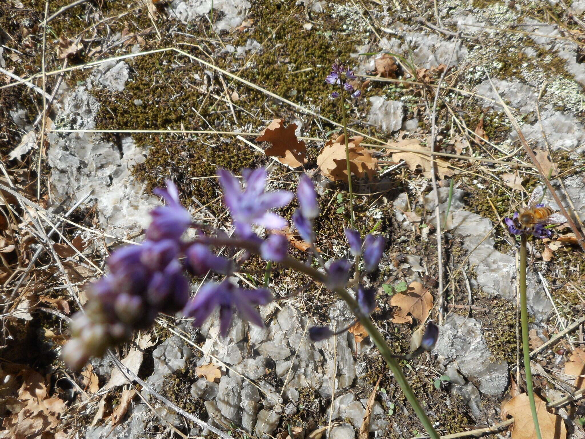 Image of autumn squill