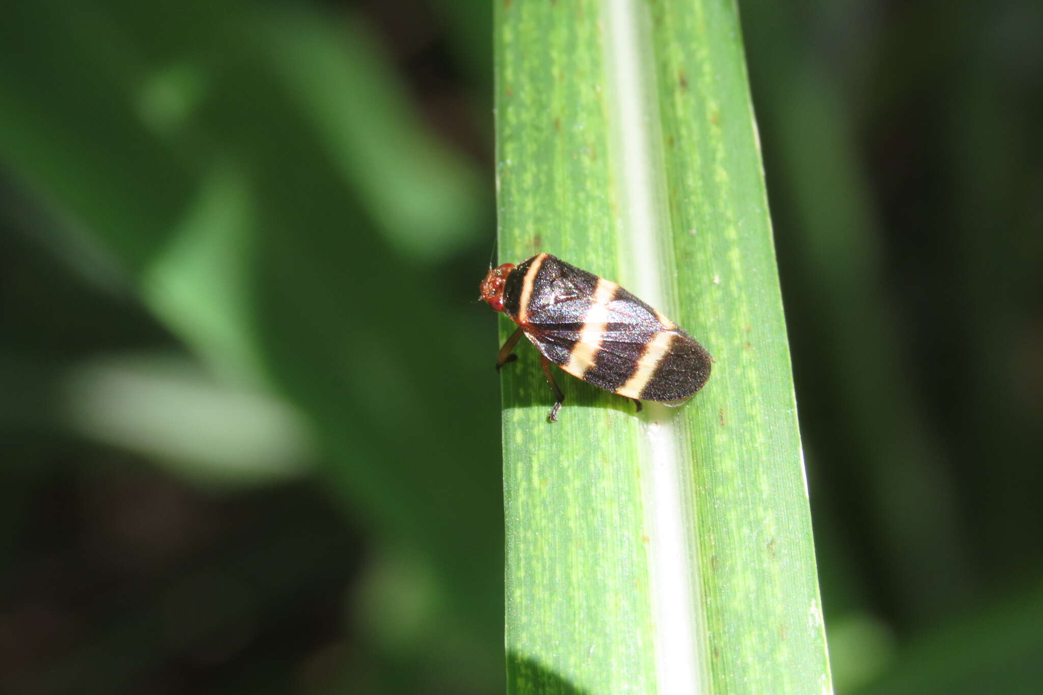 Image of Prosapia simulans (Walker 1858)