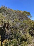 Image of Eucalyptus vernicosa Hook. fil.