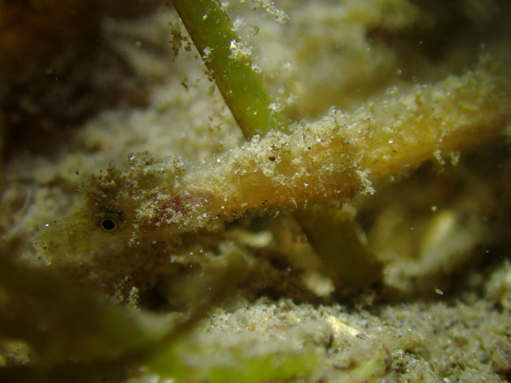 Image of Hairy pipefish