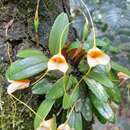 Image of Masdevallia strobelii H. R. Sweet & Garay