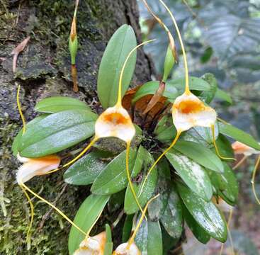 Image of Masdevallia strobelii H. R. Sweet & Garay