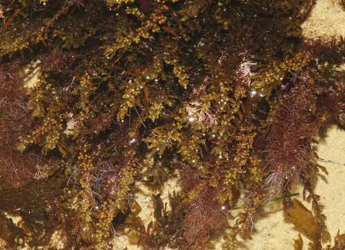 Слика од Sargassum agardhianum