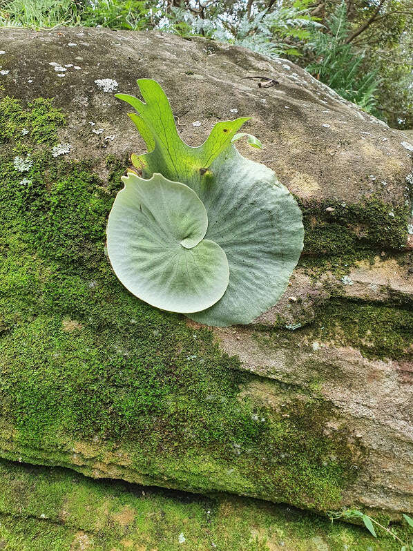 Image of staghorn fern