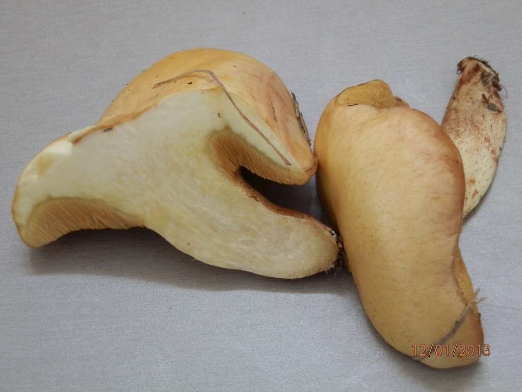 Image of Suillus kaibabensis Thiers 1976