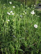 Imagem de Silene latifolia subsp. latifolia