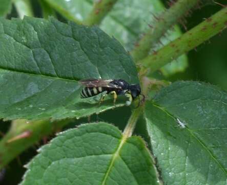 Image of Lestica clypeata (Schreber 1759)