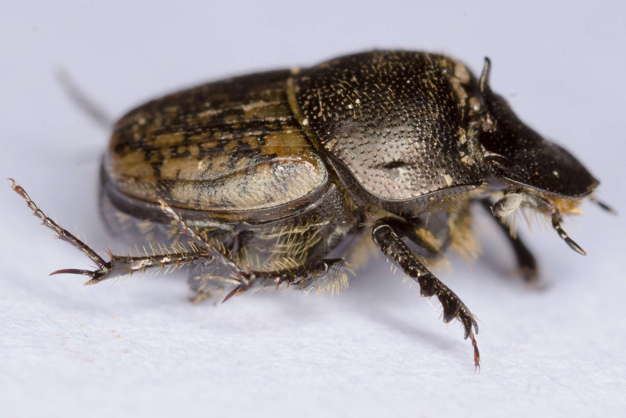 Image of Onthophagus (Palaeonthophagus) similis (Scriba 1790)