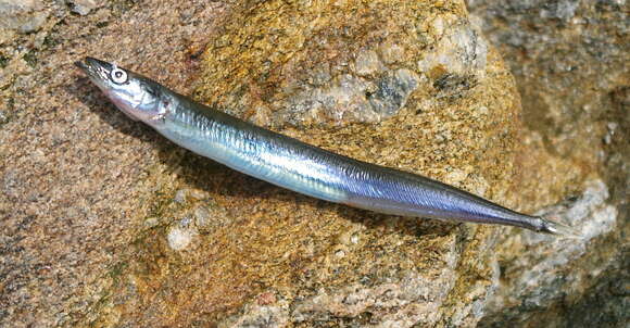 Image of Lesser Sand-eel