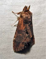 صورة Dasylophia thyatiroides Walker 1862