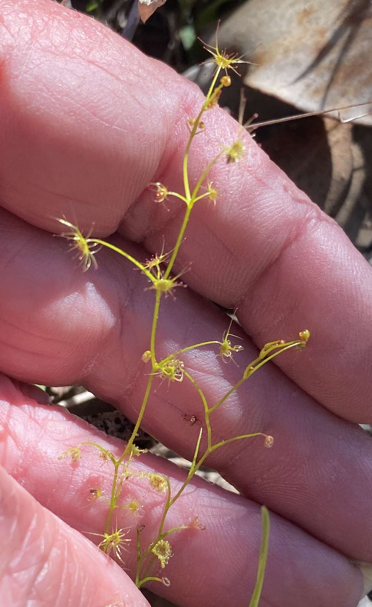 Image of Drosera modesta Diels