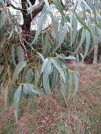 Image of Eucalyptus cephalocarpa Blakely