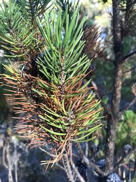 Imagem de Pinus contorta var. contorta