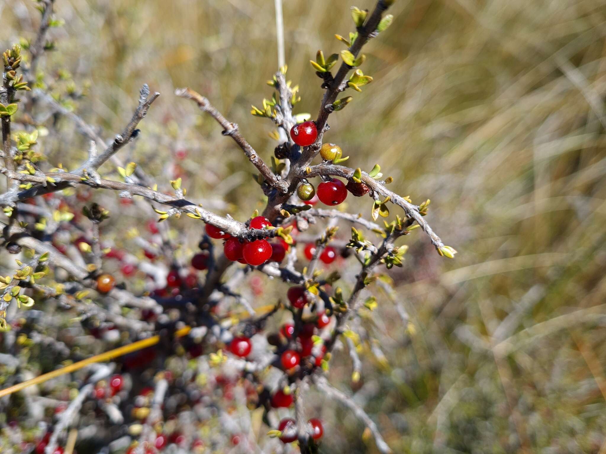 Image of Coprosma decurva Heads