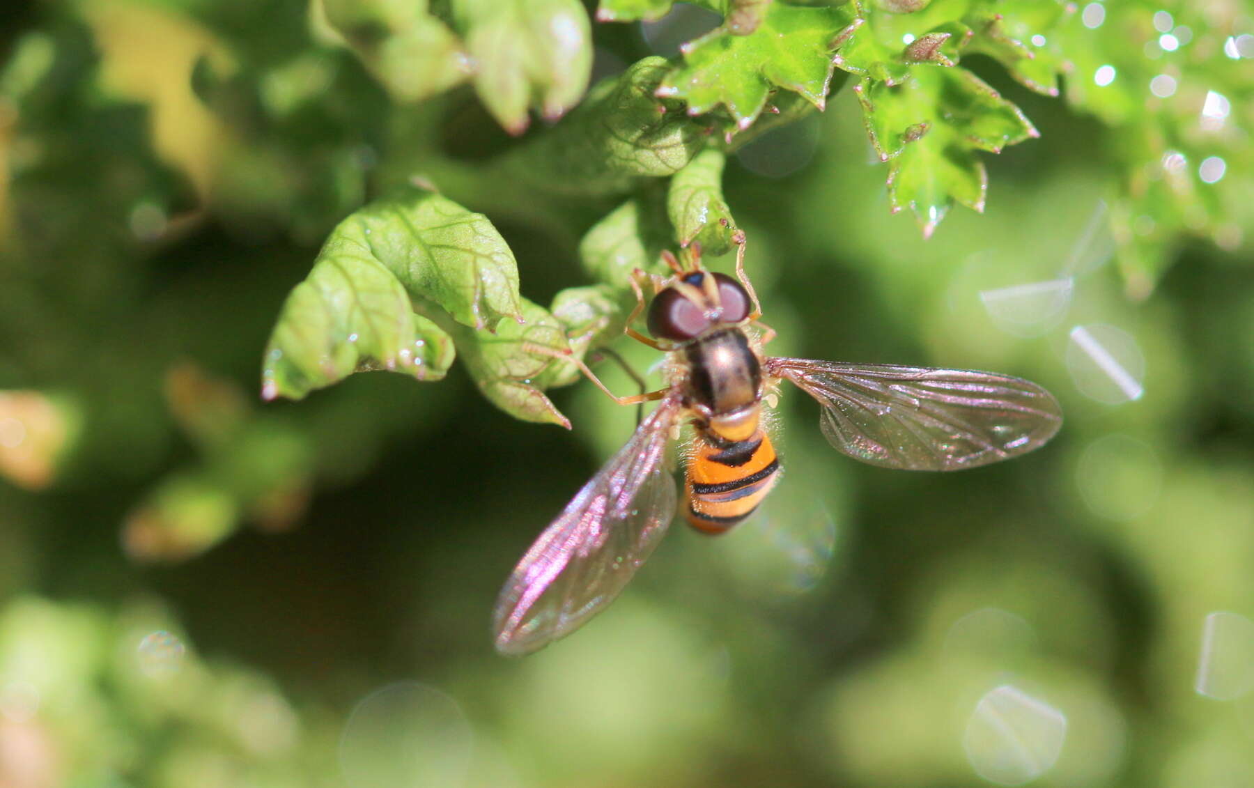 Image of Episyrphus trisectus (Loew 1858)