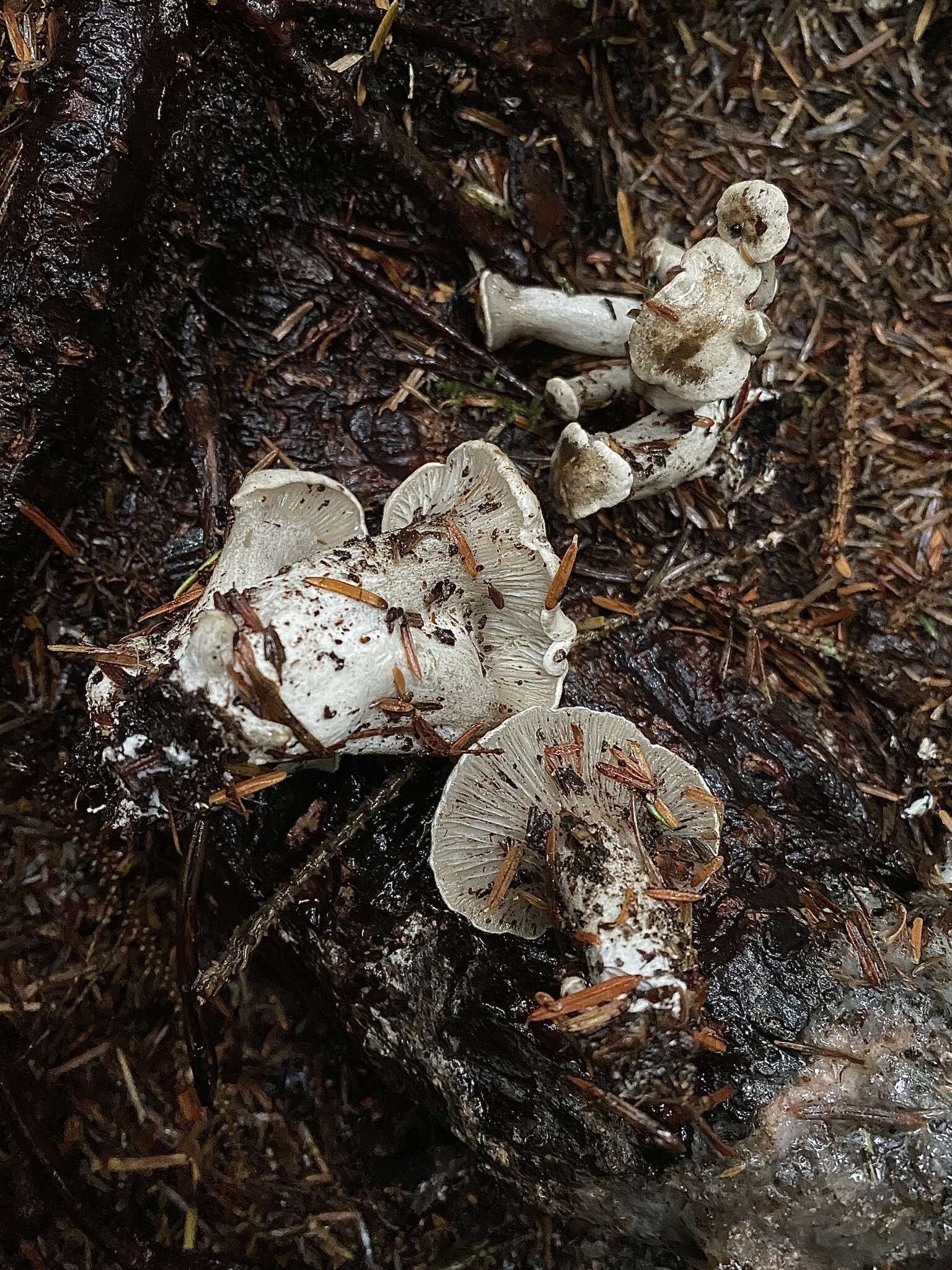 Image of Clitocybe sclerotoidea (Morse) H. E. Bigelow 1958