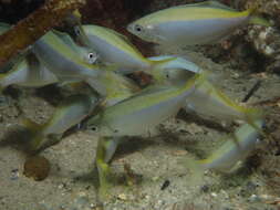 Image of Blowhole perch