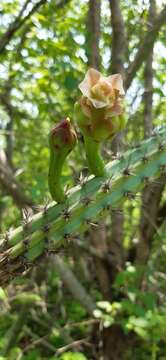 Image of Praecereus euchlorus subsp. diffusus (Britton & Rose) N. P. Taylor