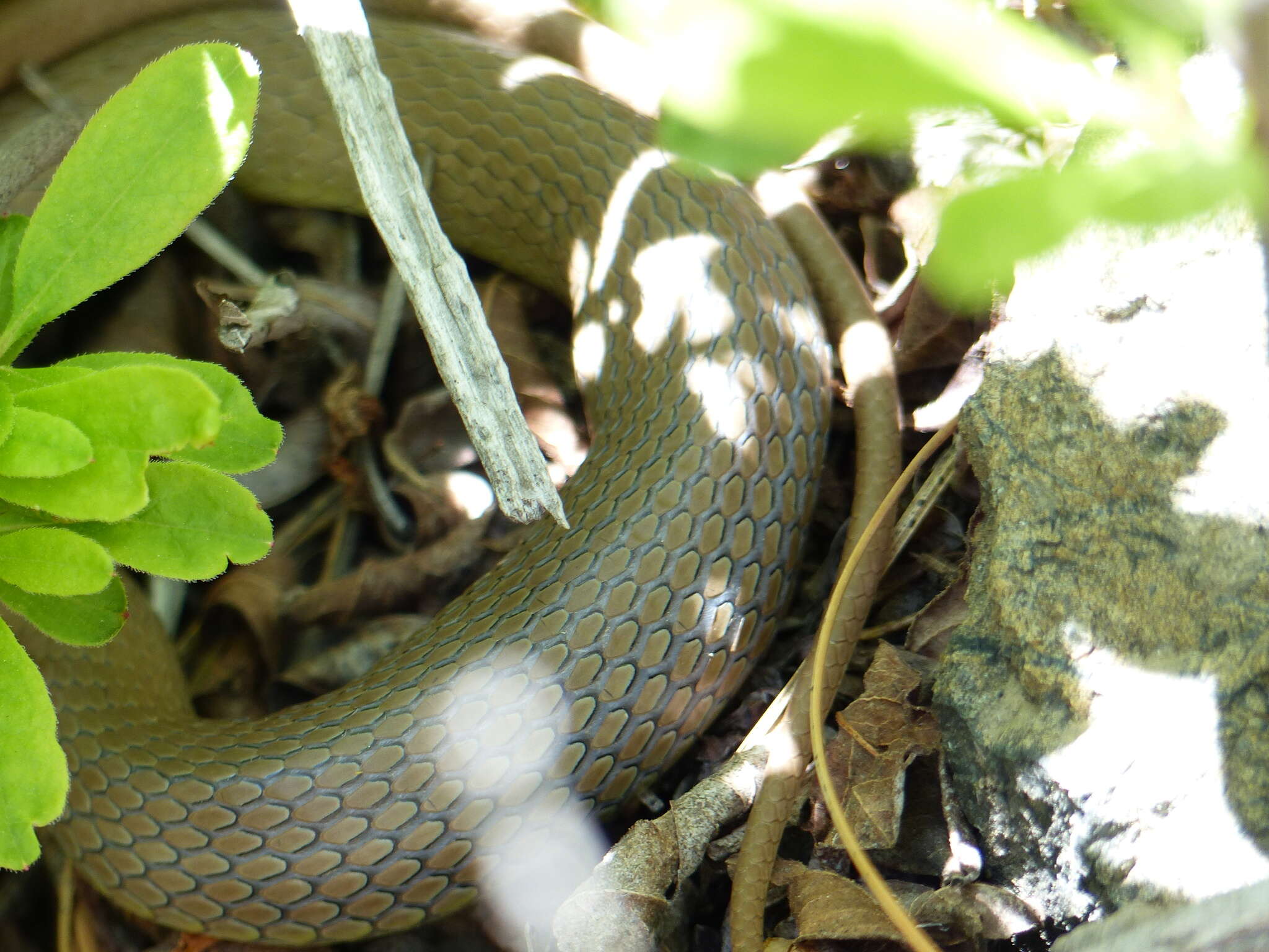 Sivun Coluber constrictor mormon Baird & Girard 1852 kuva