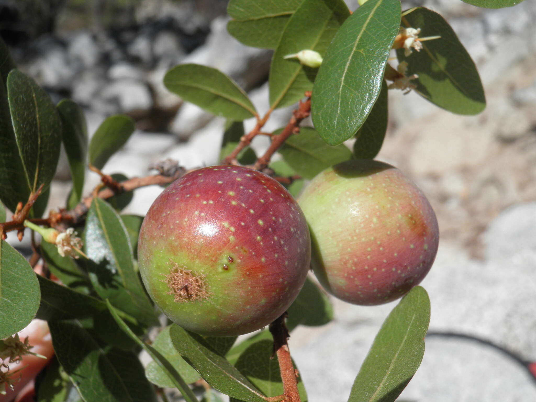 Image of Sideroxylon peninsulare (Brandegee) T. D. Penn.