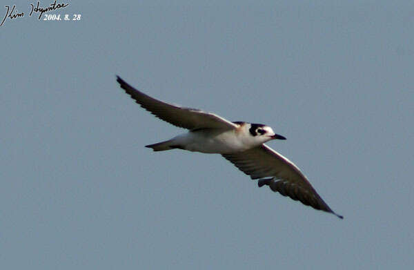 Image of White-winged Black Tern