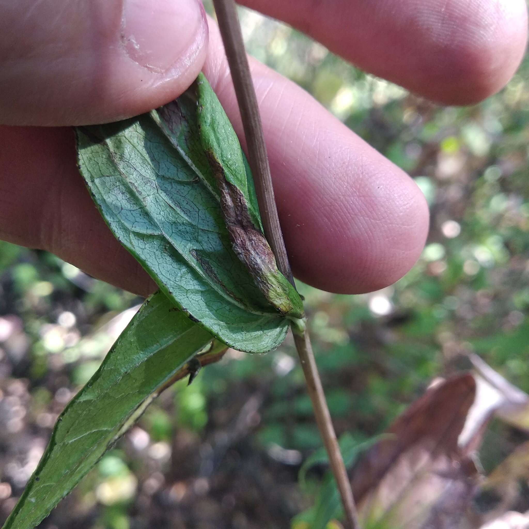 Image of Oteiza acuminata La Llave