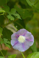 Слика од Ipomoea lindheimeri A. Gray