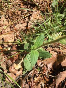 Plancia ëd Arnica acaulis (Walt.) Britt.