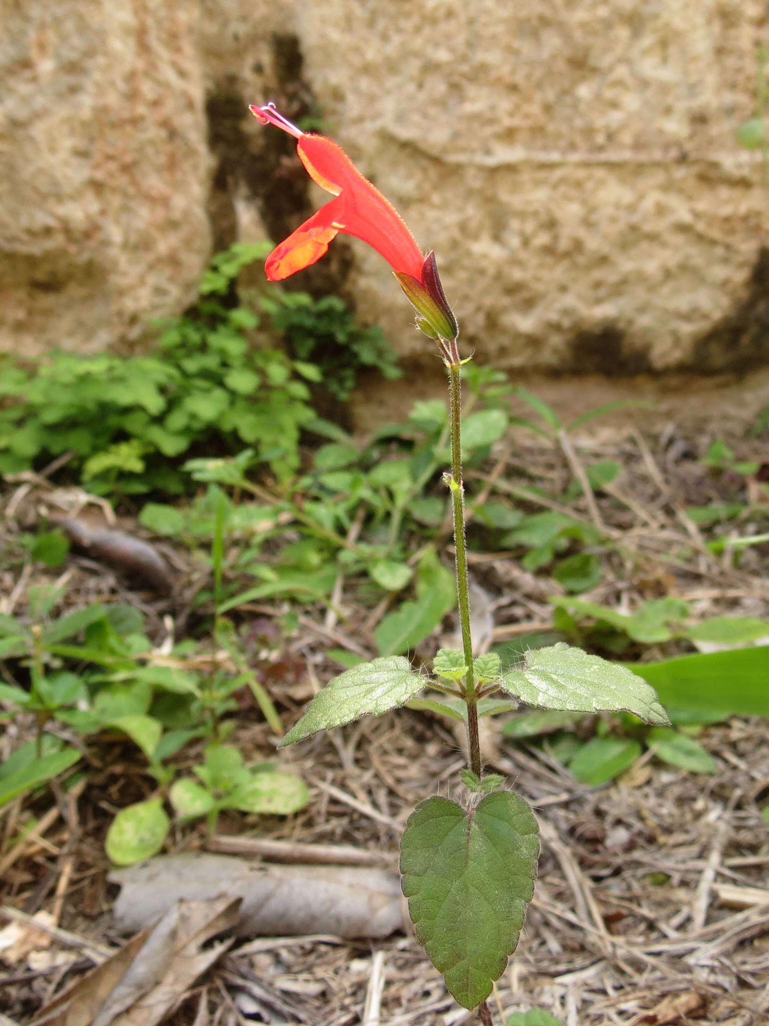 Image of Red sage