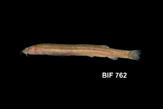 539.bifb bif 762 1387340498 jpg.580x360
