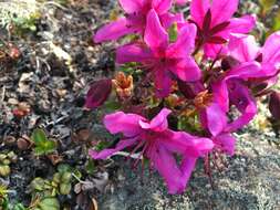 Imagem de Rhododendron camtschaticum subsp. glandulosum (Standl.) B. Boivin