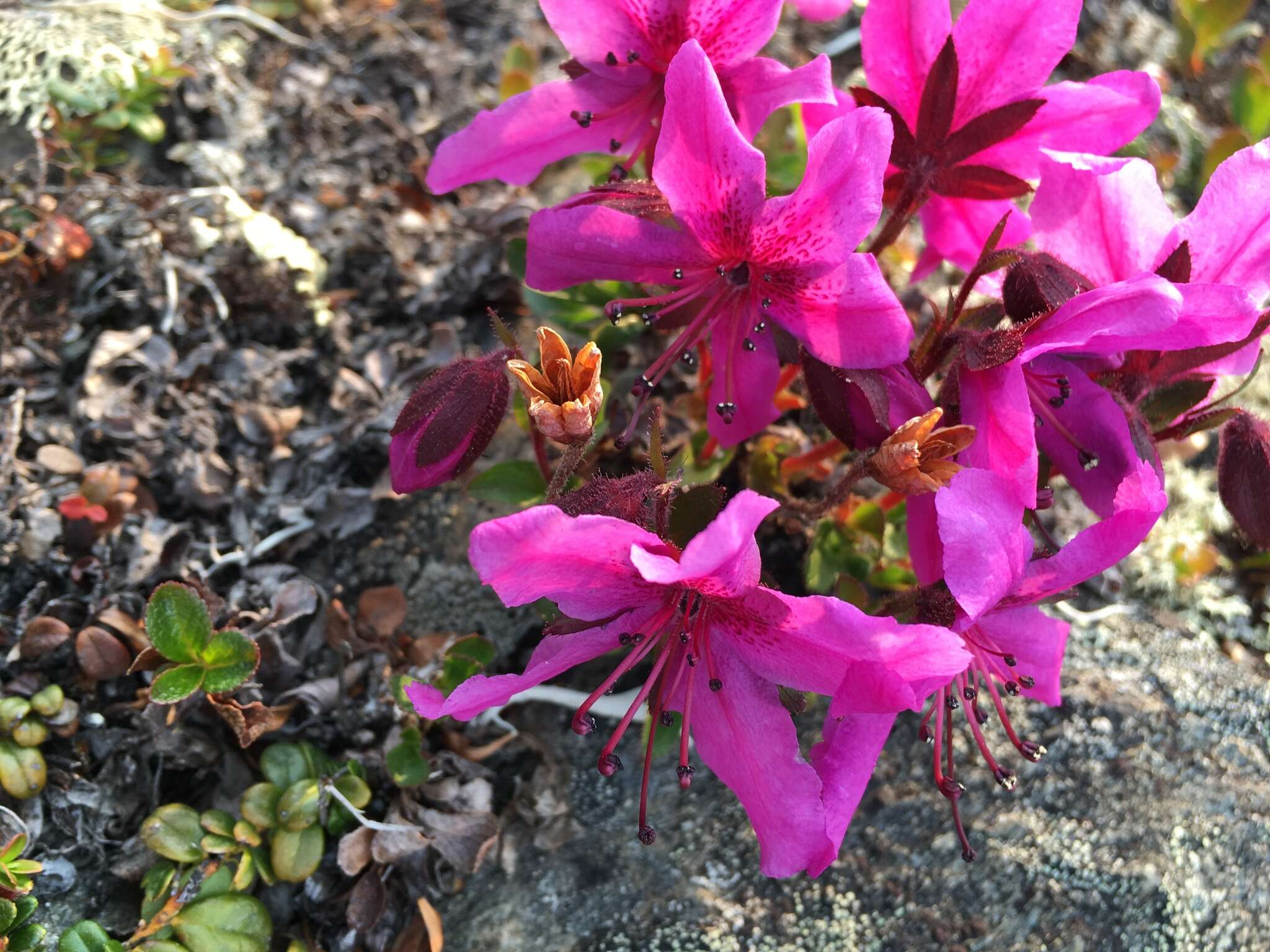 Imagem de Rhododendron camtschaticum subsp. glandulosum (Standl.) B. Boivin