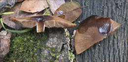 Image of Psathyrella piluliformis (Bull.) P. D. Orton 1969