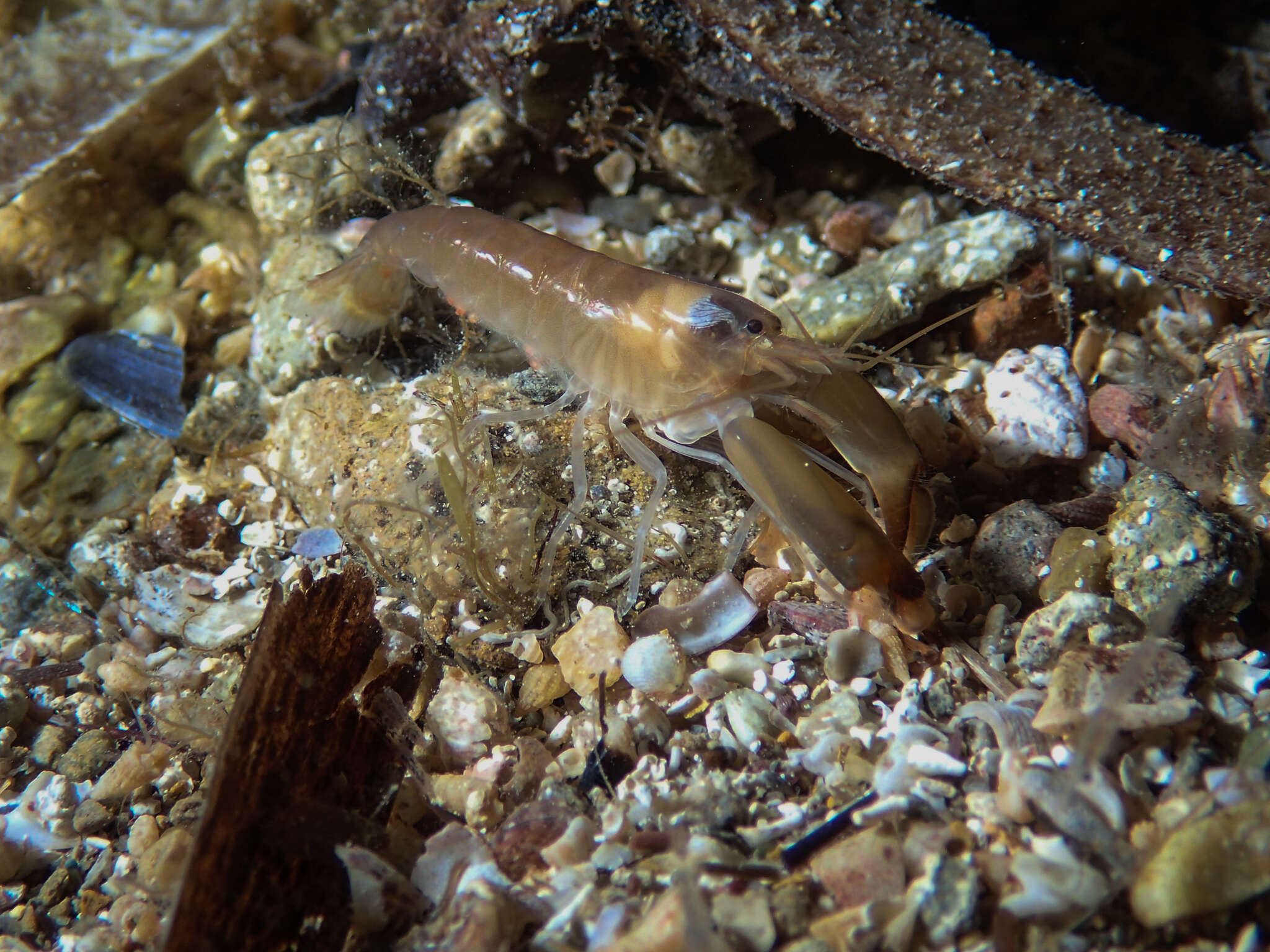 Image of European big-claw snapping prawn