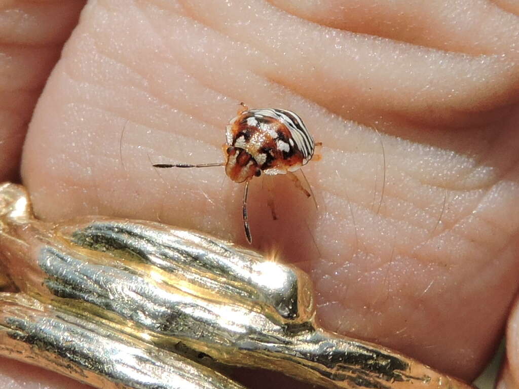 Image of Red-shouldered Stink Bug
