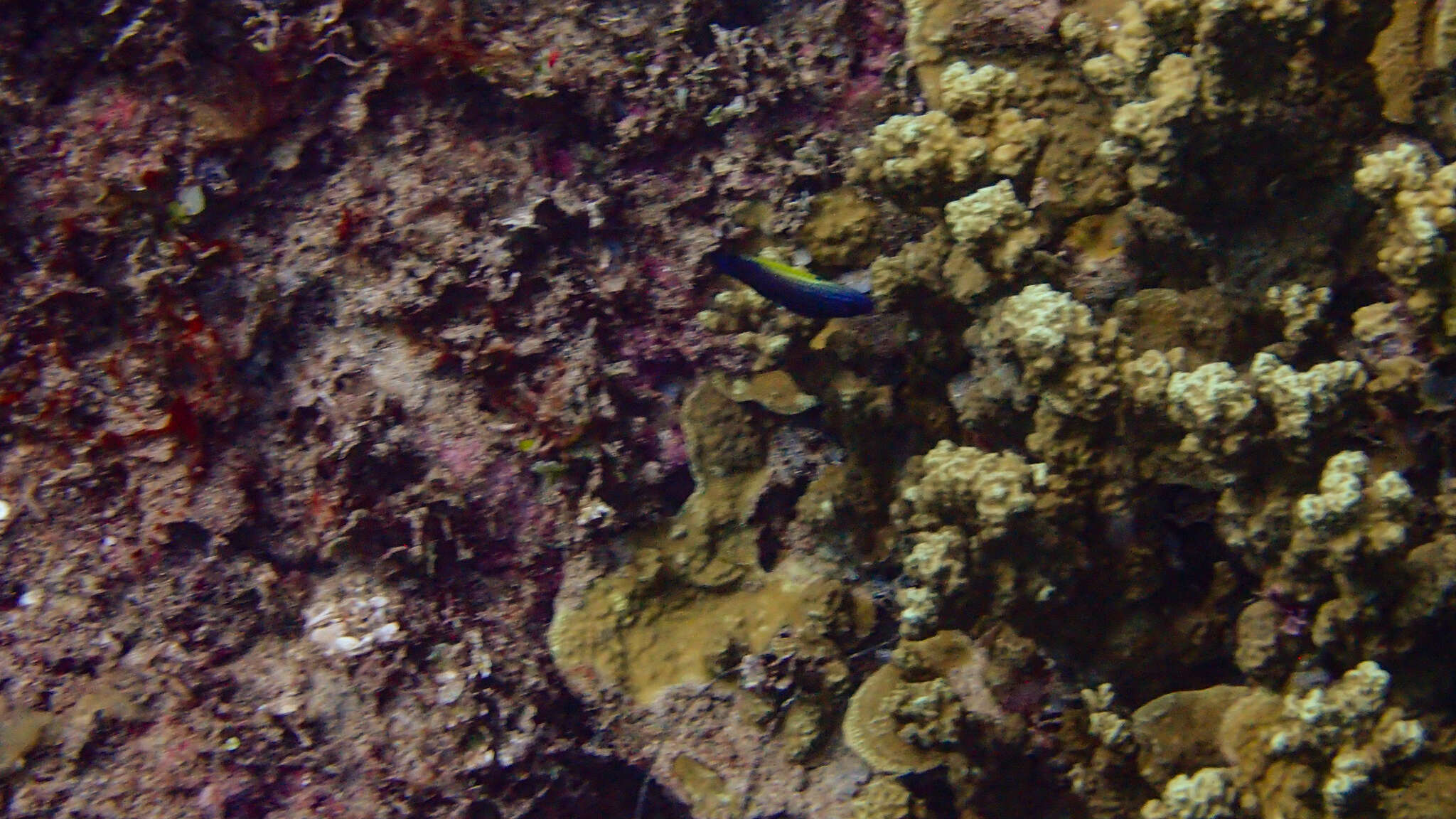 Image of Blacklobe wrasse