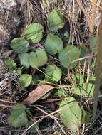 Image of serpentine ragwort